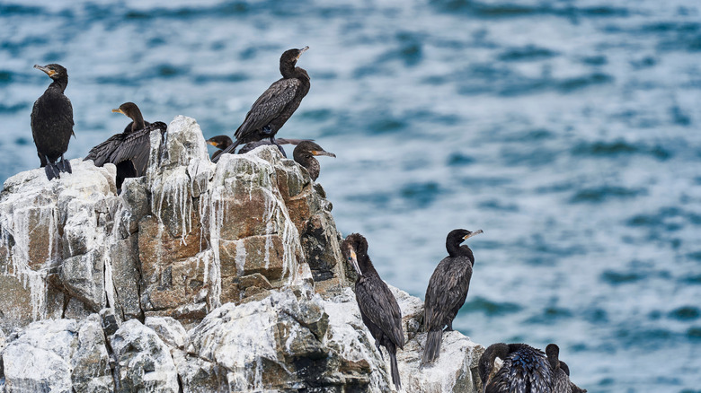 Guano island in Pacific