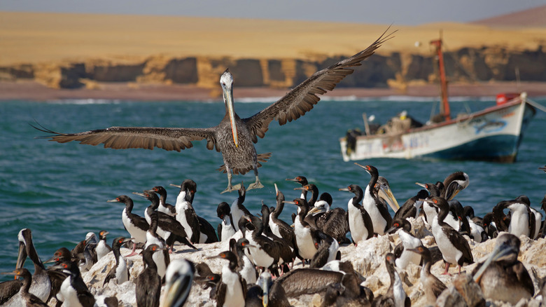 pelican flying