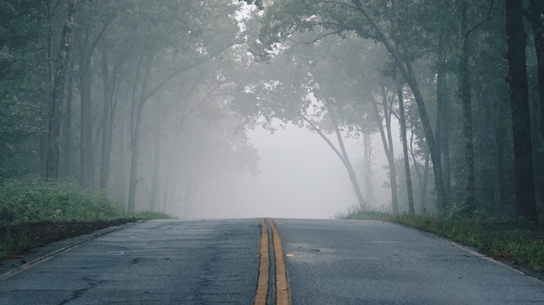 foggy road in the woods