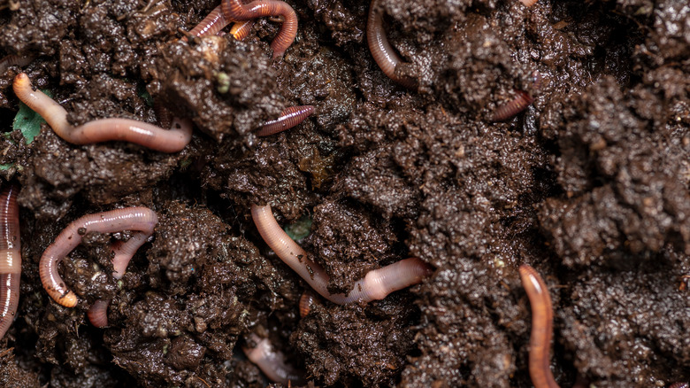 Worms in soil