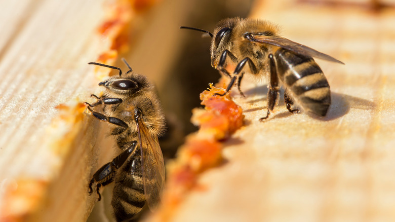 Two bees entering hive