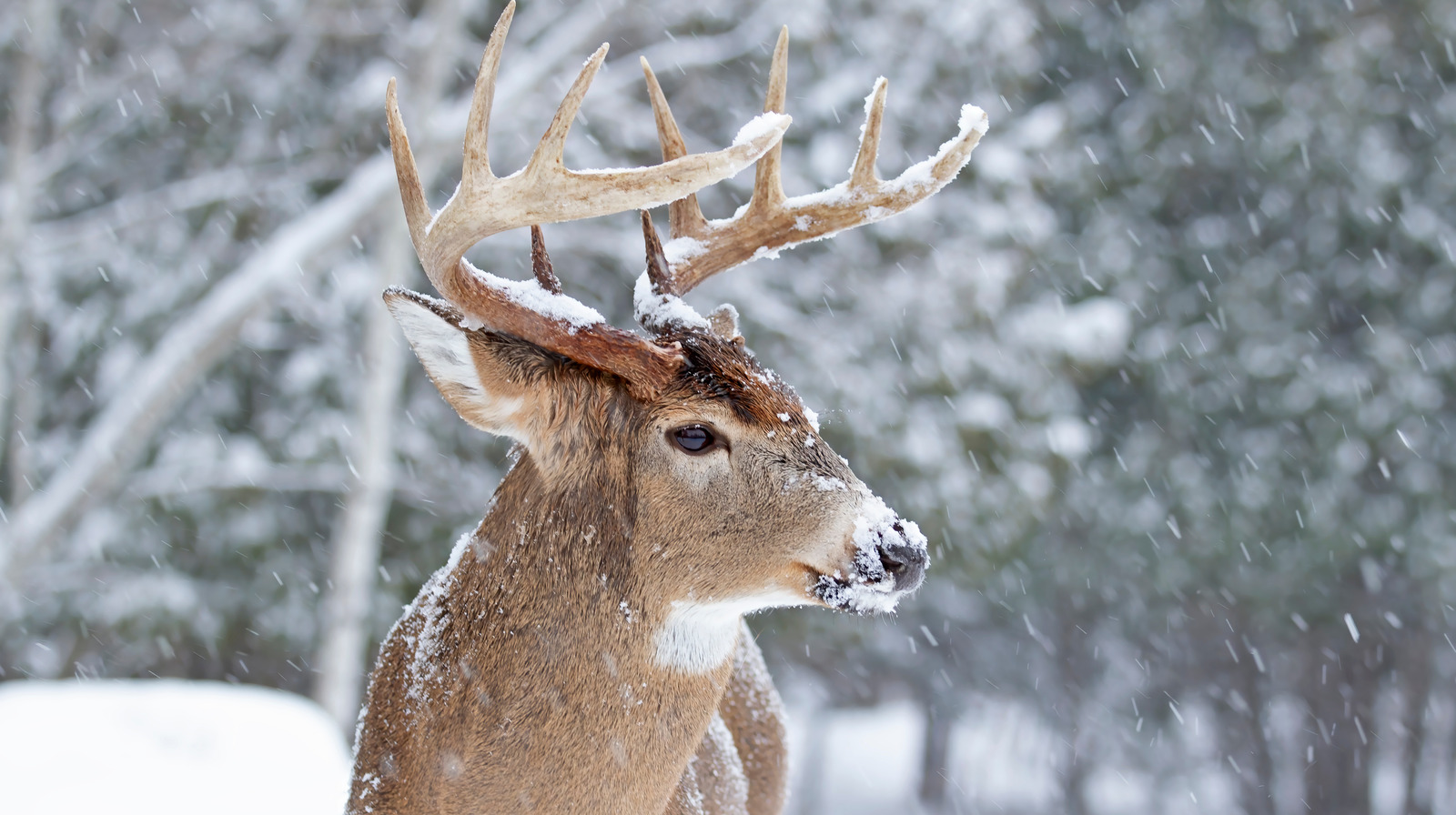 Where Do Deer Sleep In The Winter 