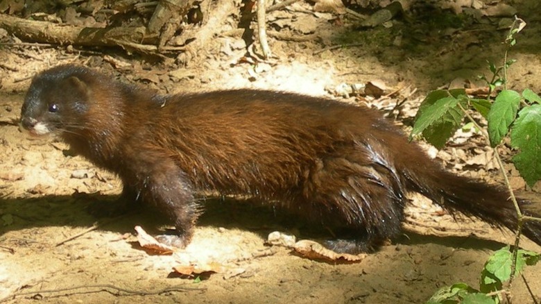 A European mink 