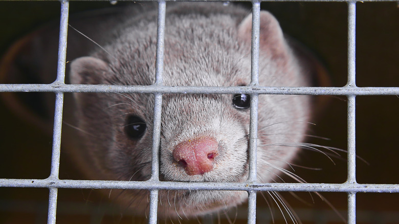 A farmed mink