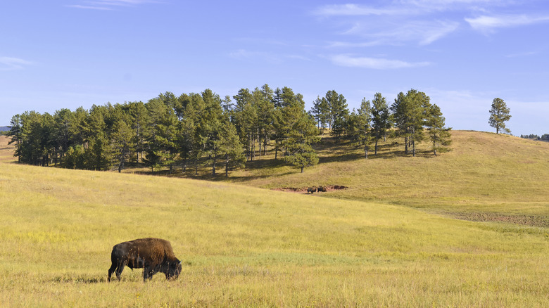 Montana prairie with buffalo