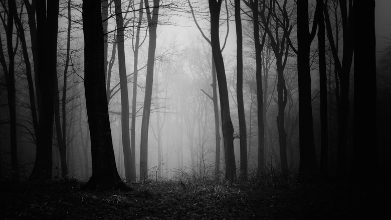 spooky night scene forest