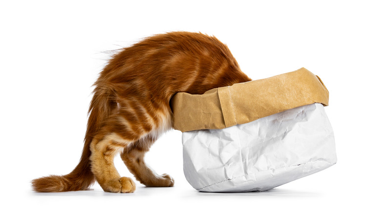 Cat climbing into a paper bag