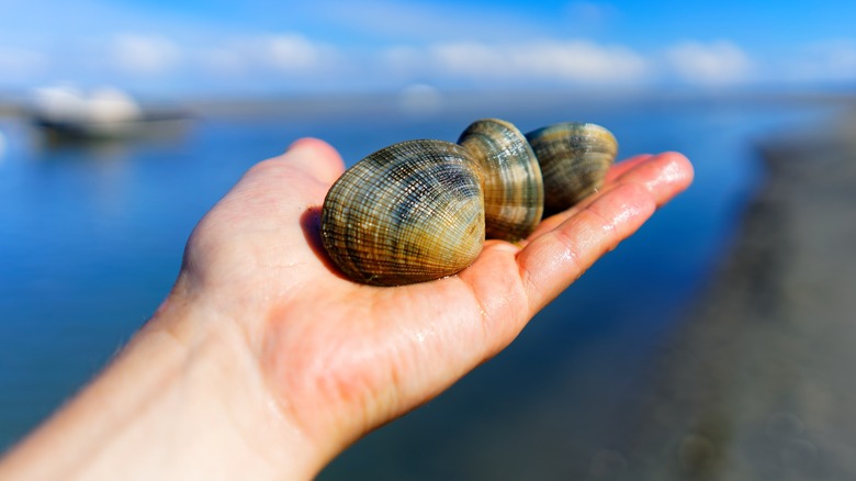 Clams in person's hand