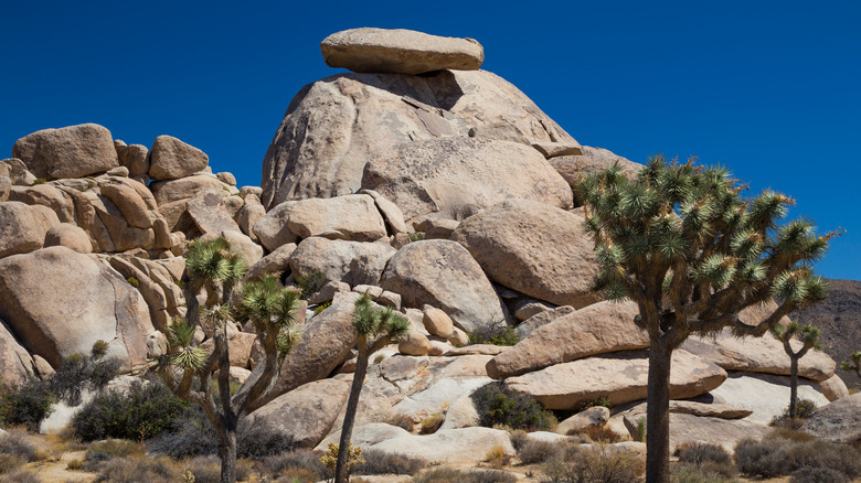 Cap Rock at Joshua Tree