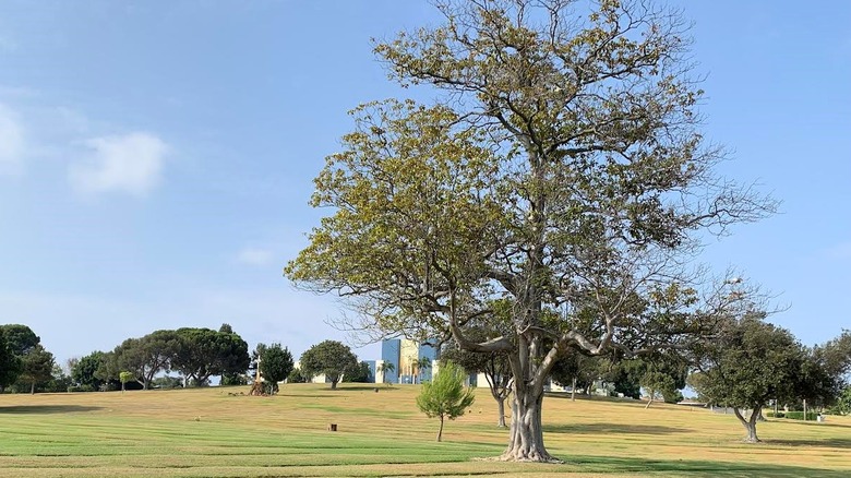 tree in Holy Cross cemetery