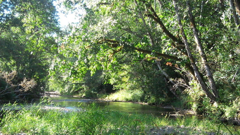 the Wishkah River