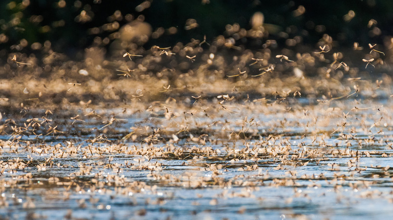 Mayflies swarming