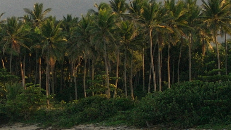 Jungle in Cibao region Dominican Republic