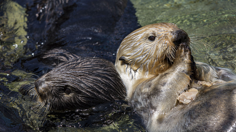 Sea otters swimming