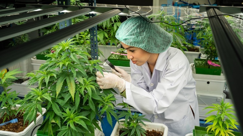 Scientist examining marijuana with hand lens