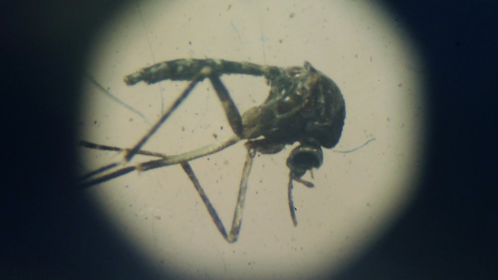 A mosquito under the microscope