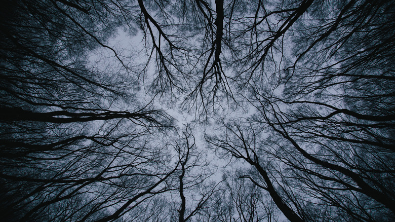 Circle of black, leafless trees