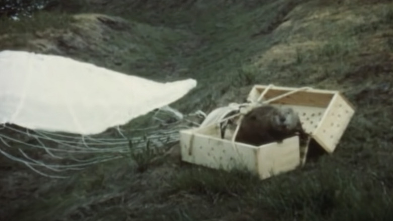 Beaver in a wooden box