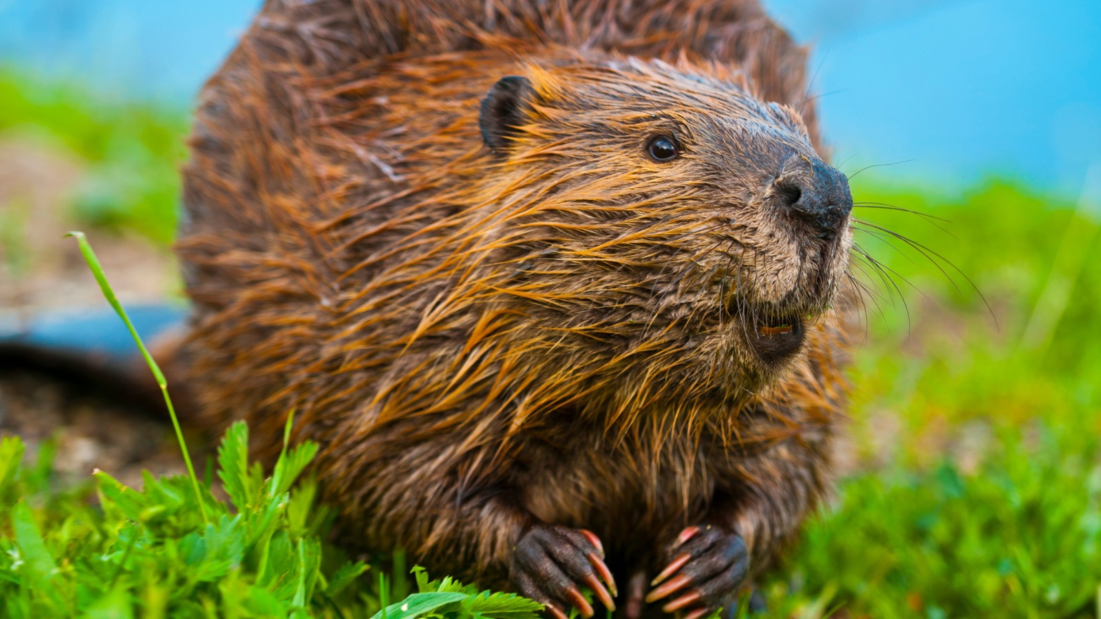 Why 76 Beavers Parachuted From Planes After World War II