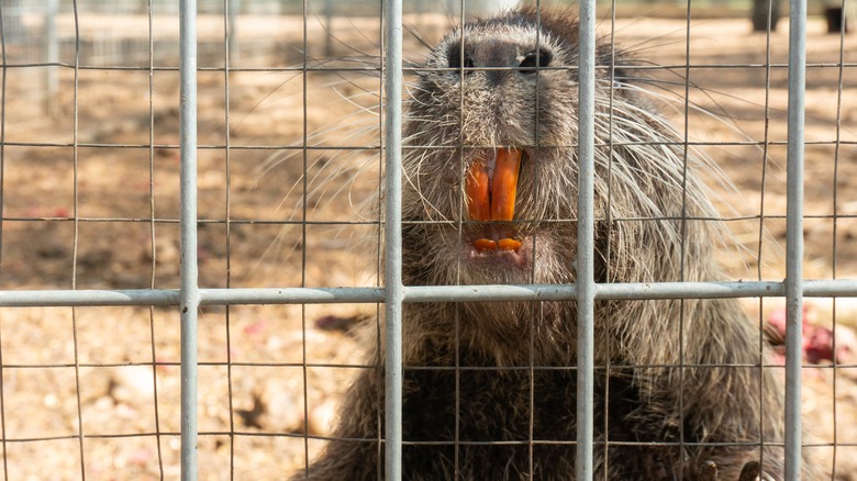 Beaver in trap bares teeth