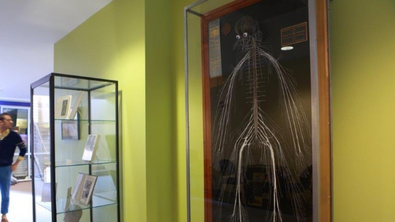 Harriet Cole nervous system display