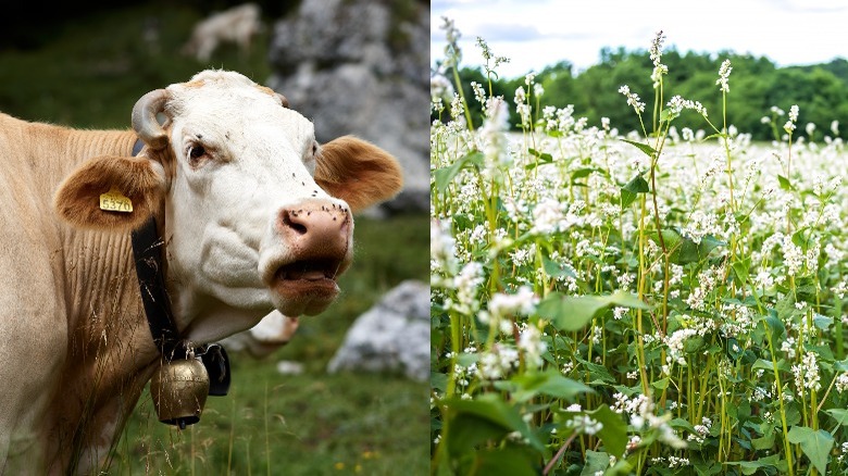 Heifer and a field of buckwheat