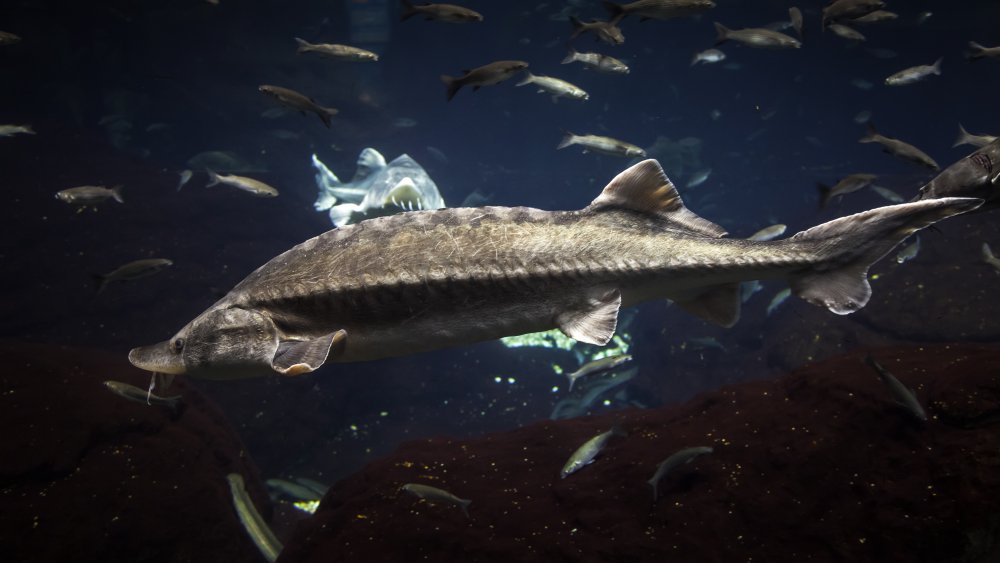 Atlantic sturgeon