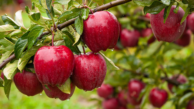 apple orchard