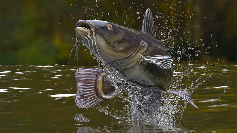 Catfish leaping from water