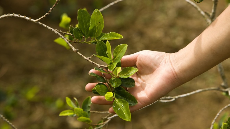 Coca plant