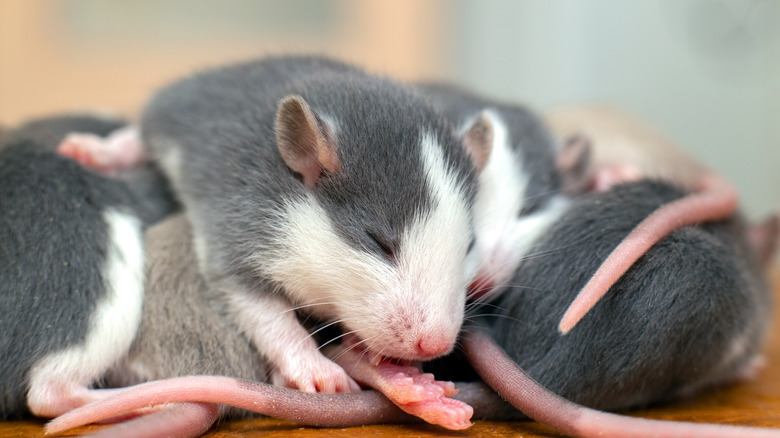 Several rats sleeping