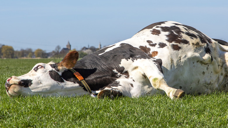 Cow sleeping on the grass