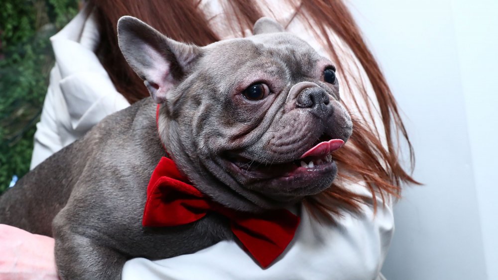 why-are-french-bulldogs-so-expensive