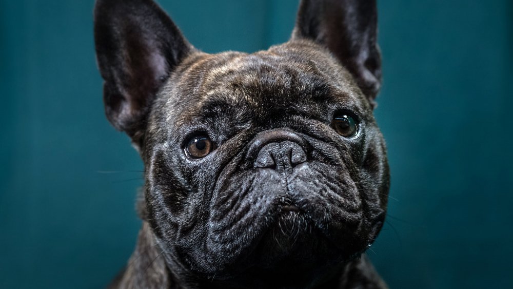 Micro machine french bulldog best sale for sale