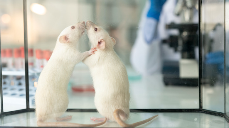 Lab rats in glass box