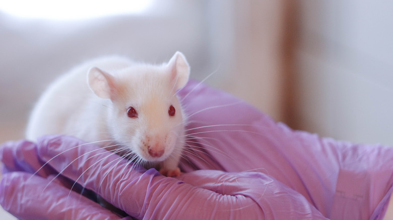 Lab rat in researcher's hand