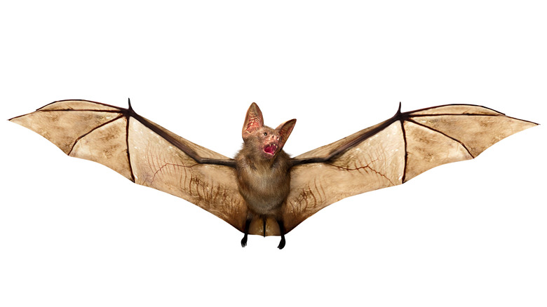 vampire bat 