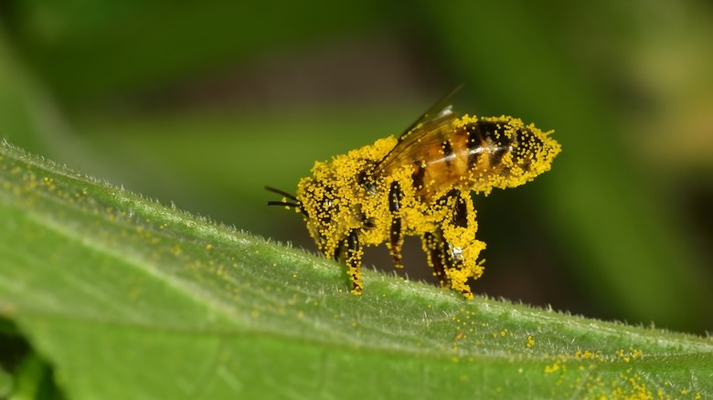 Pollen-covered bee on a leaf