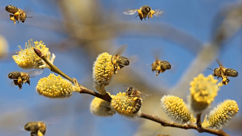 Bees in flight