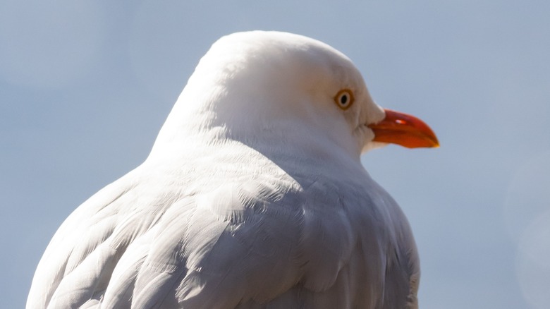 Seagull