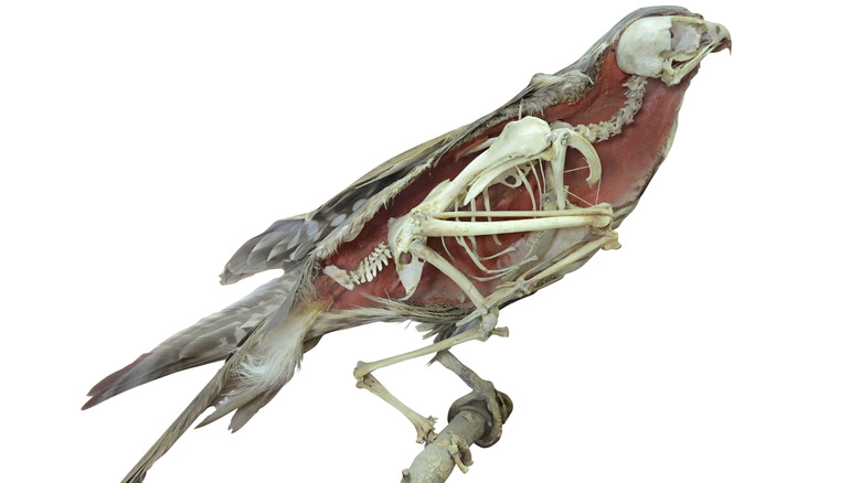 cross section of a bird skeleton