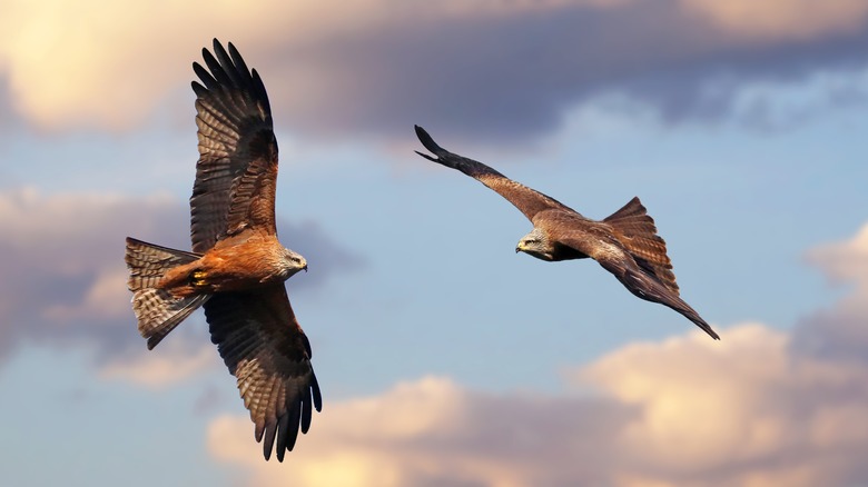 two black kites flying together