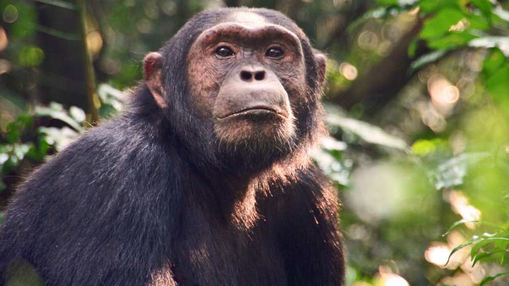 chimpanzee