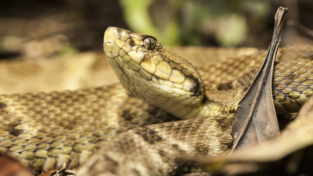 lancehead snake