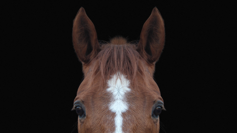 Horse's ears