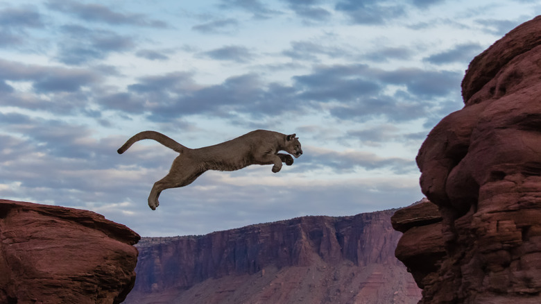 mountain lion jumping over a canyon