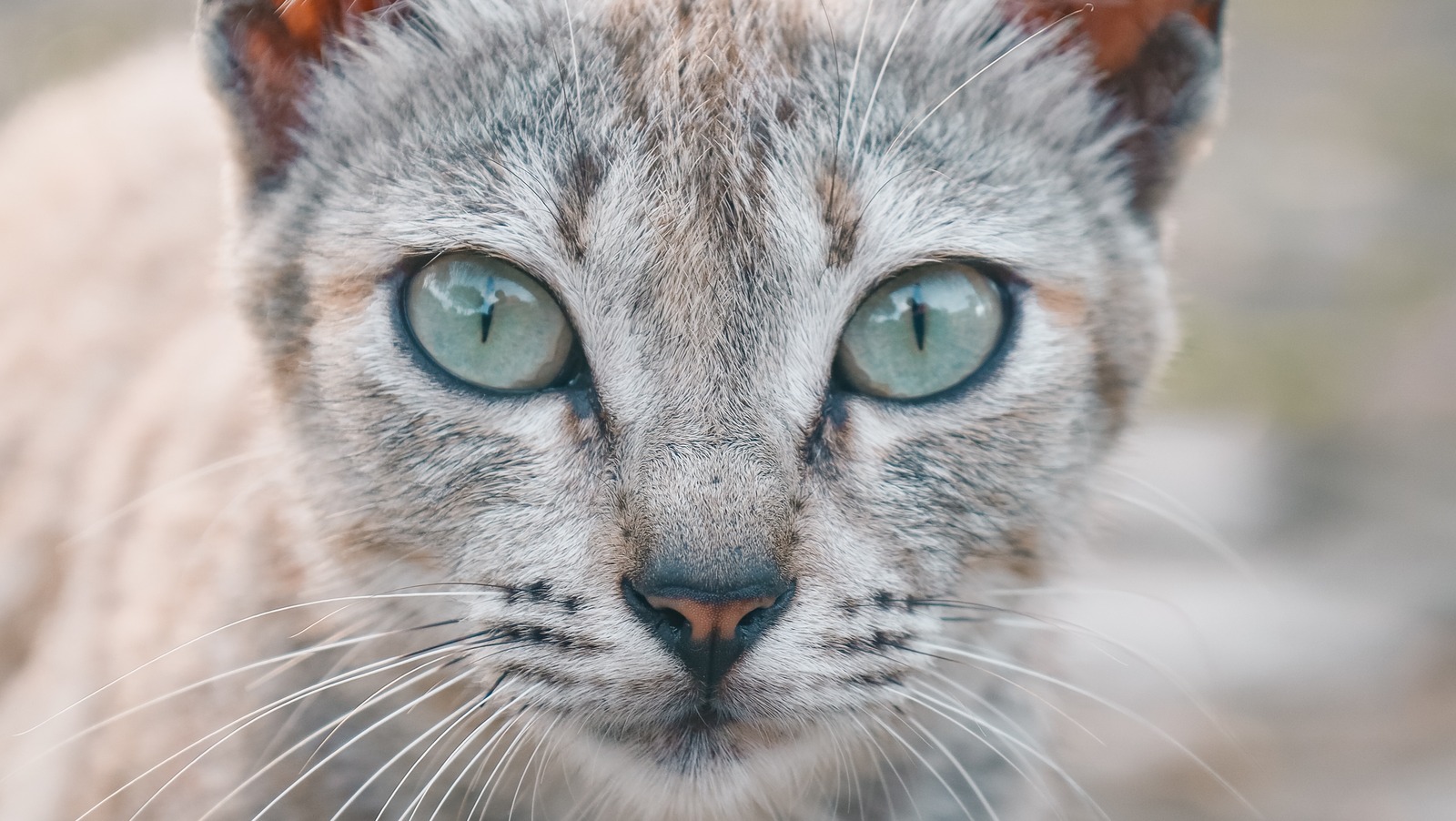 Why Cats Have Vertical Pupils