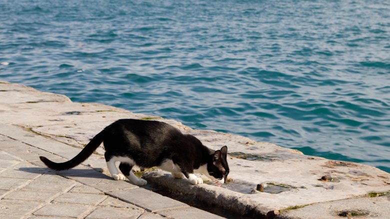 beach cat