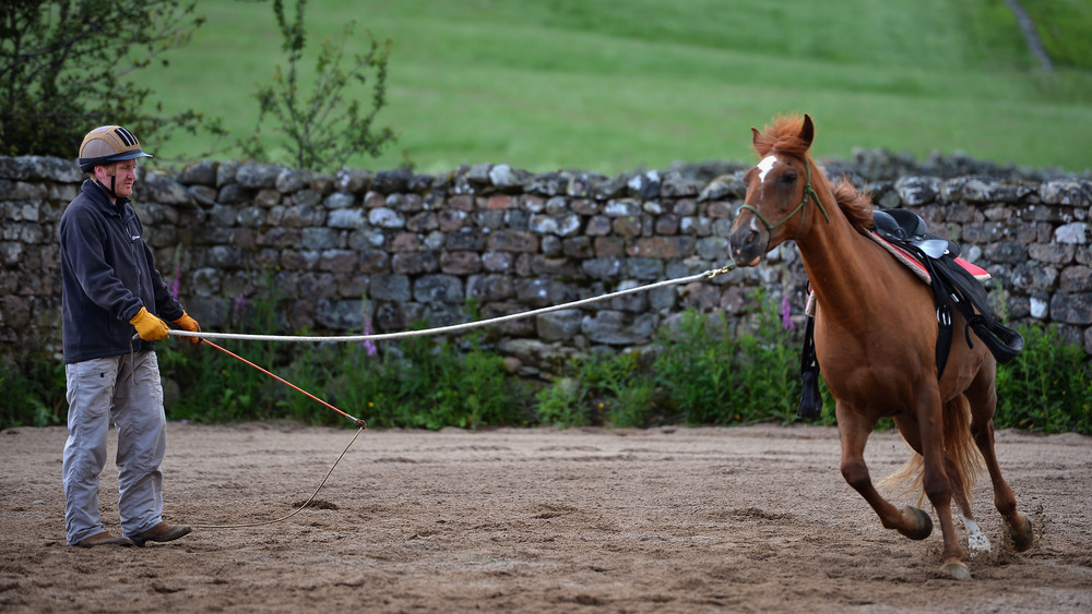 American Quarter Horse training