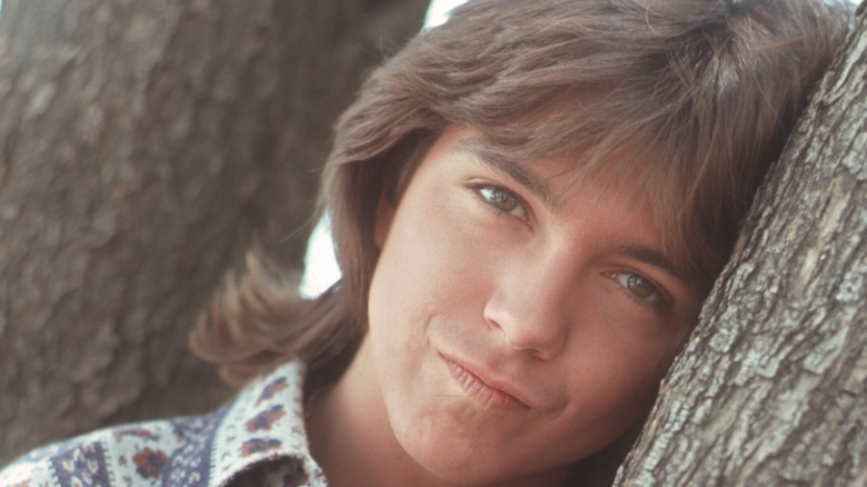 david cassidy leaning on tree